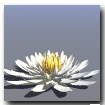3D water lily Bryce free download